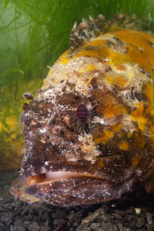 Photo for Poisonous dangerous fish,  European black scorpionfish (Scorpaena porcus), Fish of the Black Sea - Royalty Free Image