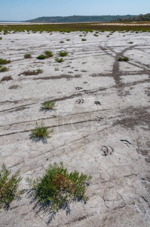 Téléchargez les photos : Traces des sabots d'un animal sauvage sur le fond boueux sec fissuré de l'estuaire de Kuyalnik, Ukraine - en image libre de droit