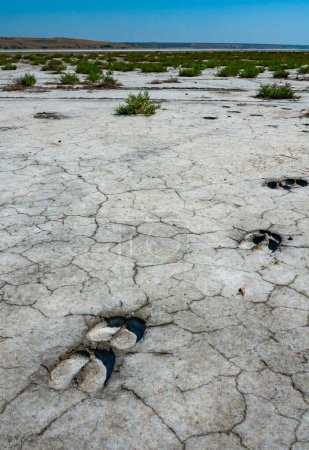 Téléchargez les photos : Traces des sabots d'un animal sauvage sur le fond boueux sec fissuré de l'estuaire de Kuyalnik, Ukraine - en image libre de droit