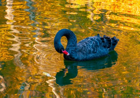 A black swan swims in an artificial lake in Sophia Park, Uman, Ukraine