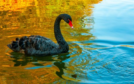 Photo for A black swan swims in an artificial lake in Sophia Park, Uman, Ukraine - Royalty Free Image