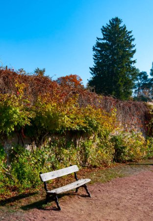 Photo for Wooden bench on the background of autumn vegetation. Uman, Sofievsky park - Royalty Free Image