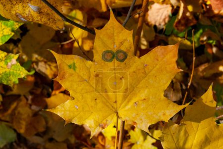 Photo for Yellow maple leaves with spots like eyes. Uman, Sofievsky park - Royalty Free Image