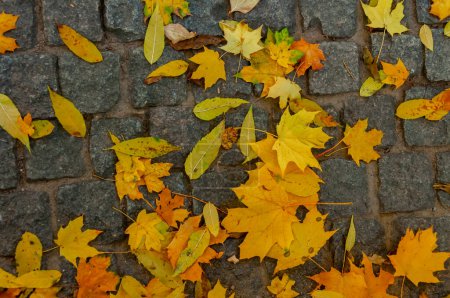 Photo for Yellow leaves in autumn lie on paving slabs in Sofiyivka park, Ukraine - Royalty Free Image