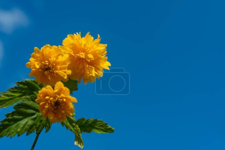 Téléchargez les photos : Japanische Kerria (Kerria japonica Pleniflora), fleurs jaunes et feuilles contre le ciel bleu - en image libre de droit