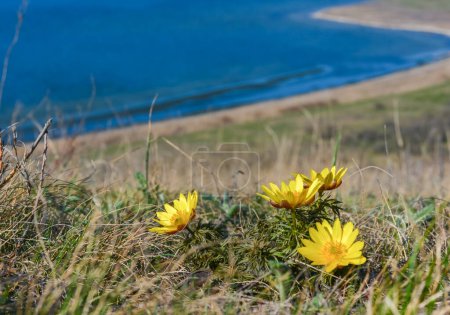 Photo for Adonis vernalis - spring pheasant's, yellow pheasant's eye, disappearing early blooming in spring among the grass in the wild, the Red Book of Ukraine - Royalty Free Image