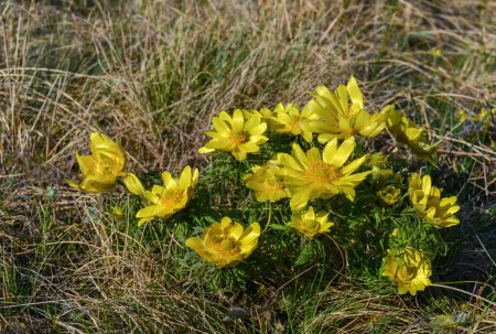 Adonis vernalis - faisán de primavera, ojo de faisán amarillo, desapareciendo temprano floreciendo en primavera entre la hierba en la naturaleza, el Libro Rojo de Ucrania