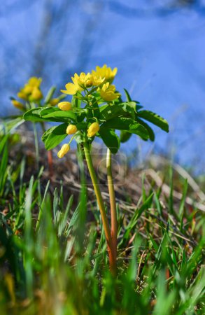 Téléchargez les photos : Leonticeae (Gymnospermium odessanum), premier vétérinaire de printemps, plante à fleurs dans la nature, Livre rouge d'Ukraine - en image libre de droit