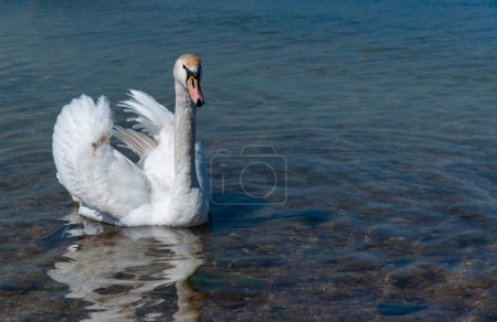Photo for Mute swan (Cygnus olor), swan swims near the shore in Tiligul estuary, ukraine - Royalty Free Image