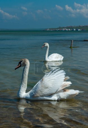 Photo for Mute swan (Cygnus olor), two swans swim close to the shore in Tiligul estuary, south of Ukraine - Royalty Free Image