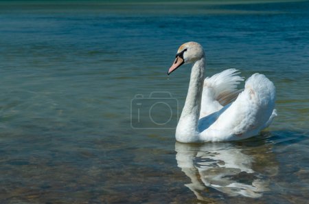 Photo for Mute swan (Cygnus olor), swan swims near the shore in Tiligul estuary, ukraine - Royalty Free Image