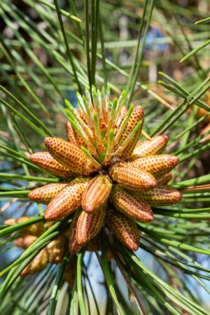 Photo for Young cones on a pine tree among needle-like leaves in a botanical garden in spring, Ukraine - Royalty Free Image