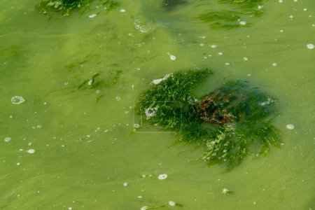 Foto de Eutrofización del estuario de Khadzhibey, florece en el agua de las algas azul-verde Microcystis aeruginosa y el desarrollo masivo de las algas verdes Enteromorpha sp. - Imagen libre de derechos