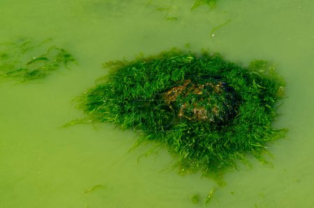 Foto de Eutrofización del estuario de Khadzhibey, florece en el agua de las algas azul-verde Microcystis aeruginosa y el desarrollo masivo de las algas verdes Enteromorpha sp. - Imagen libre de derechos