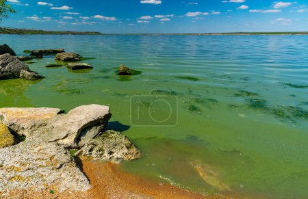 Téléchargez les photos : Eutrophisation de l'estuaire de Khadzhibey, fleurit dans l'eau des algues bleu-vert Microcystis aeruginosa et le développement de masse des algues vertes Enteromorpha sp. - en image libre de droit