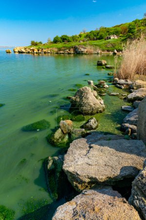 Téléchargez les photos : Eutrophisation de l'estuaire de Khadzhibey, fleurit dans l'eau des algues bleu-vert Microcystis aeruginosa et le développement de masse des algues vertes Enteromorpha sp. - en image libre de droit