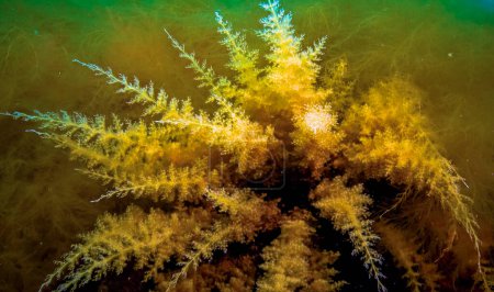 Foto de Mar Negro, Hidroides Obelia, (coelenteratos), Macrofitos Algas rojas y verdes - Imagen libre de derechos