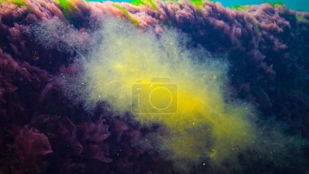 Foto de Paisaje submarino, Mar Negro. Algas verdes, rojas y pardas en el fondo marino (Ulva, Enteromorpha, Ceramium, Cladophora, Porphira)) - Imagen libre de derechos