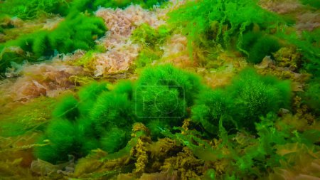 Photo for Underwater landscape, Black Sea. Green, red and brown algae on the seabed (Ulva, Enteromorpha, Ceramium, Cladophora, Porphira) - Royalty Free Image