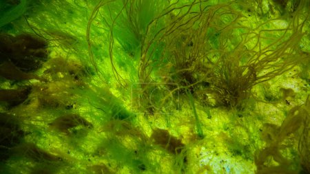 Téléchargez les photos : Paysage sous-marin, mer Noire. Algues vertes, rouges et brunes sur les fonds marins (Ulva, Enteromorpha, Ceramium, Cladophora, Porphira) - en image libre de droit