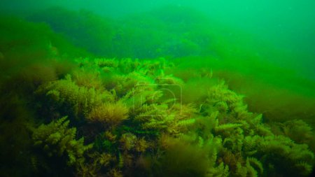 Photo for Underwater landscape, Black Sea. Green, red and brown algae on the seabed (Ulva, Enteromorpha, Ceramium, Cladophora, Porphira) - Royalty Free Image