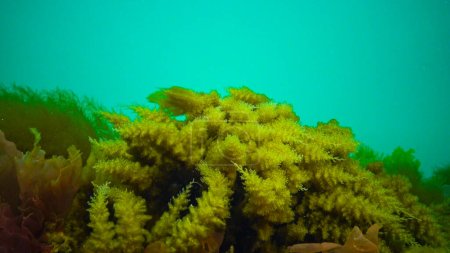 Foto de Mar Negro, Hidroides Obelia, (coelenteratos), Macrofitos Algas rojas y verdes - Imagen libre de derechos