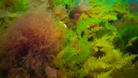 Téléchargez les photos : Paysage sous-marin, mer Noire. Algues vertes, rouges et brunes sur les fonds marins (Ulva, Enteromorpha, Ceramium, Cladophora, Porphira) - en image libre de droit