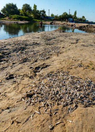 Téléchargez les photos : Problème environnemental, mortalité massive de poissons Atherina sp. dans le canal reliant l'estuaire de la mer Noire et de Tiligul, Ukraine - en image libre de droit