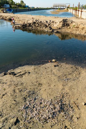 Téléchargez les photos : Problème environnemental, mortalité massive de poissons Atherina sp. dans le canal reliant l'estuaire de la mer Noire et de Tiligul, Ukraine - en image libre de droit