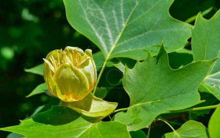 Photo for Liriodendron tulipifera - Yellow flowers on a background of green leaves, botanical garden in Ukraine - Royalty Free Image