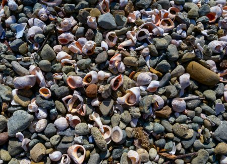 Foto de Conchas del molusco gastrónomo Cacahuete venoso (Rapana venosa), en la orilla de las marejadas del Mar Negro cerca de Sozopol, Bulgaria - Imagen libre de derechos