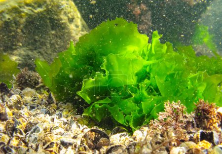 Paisaje submarino, Mar Negro. Algas verdes en el fondo marino (Ulva, Enteromorpha), Bulgaria