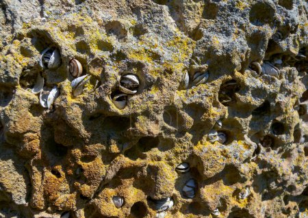 Photo for Petricola lithophaga - Stones eaten away by bivalve mollusks, stone borers, Black Sea, Bulgaria - Royalty Free Image