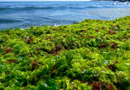 Téléchargez les photos : Des algues vertes et rouges pourrissantes échouées par une tempête en Bulgarie, Mer Noire - en image libre de droit