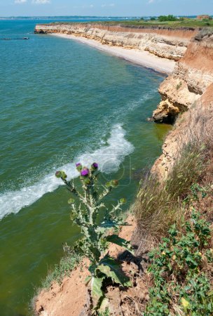 Téléchargez les photos : Chardon fleuri sur fond de falaise escarpée sur l'île de Berezan, en Ukraine - en image libre de droit