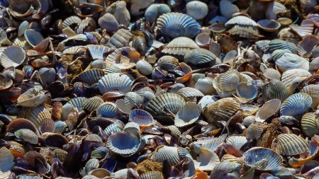 Téléchargez les photos : Mollusques bivalves couchés sur l'estuaire Cerastoderma, Mya. Mer Noire, Ukraine - en image libre de droit