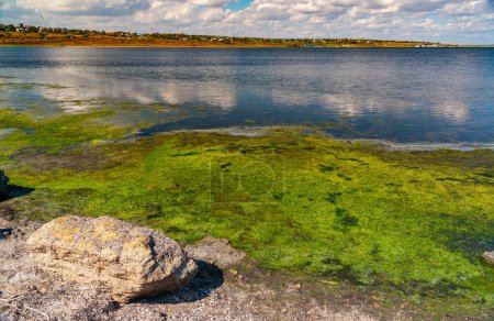Téléchargez les photos : Algues vertes près de la rive de l'estuaire du Tiligul, grands nuages blancs en arrière-plan, Ukraine - en image libre de droit