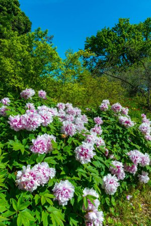 Foto de Arbustos florecientes de peonía arbórea en un jardín botánico en Odessa, Ucrania - Imagen libre de derechos