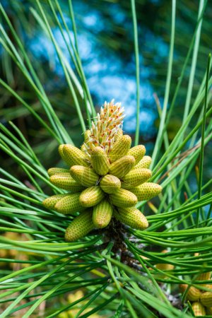 Photo for Young cones on a pine tree among needle-like leaves in a botanical garden in spring, Ukraine - Royalty Free Image
