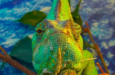 Foto de El camaleón velado, cabeza de cono (Chamaeleo calyptratus
) - Imagen libre de derechos