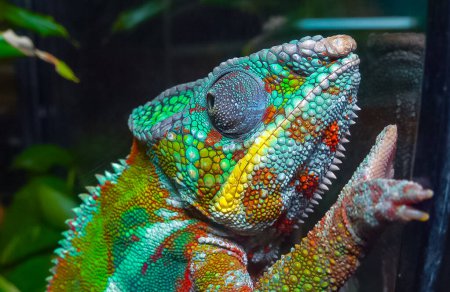 Foto de El elegante camaleón (Chamaeleo gracilis), camaleón multicolor en la etapa de emoción en el terrario - Imagen libre de derechos