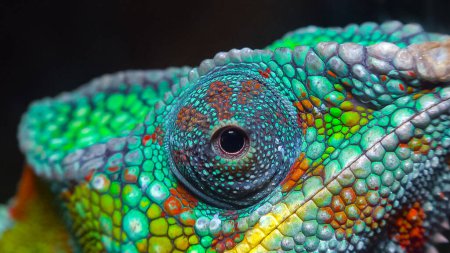El elegante camaleón (Chamaeleo gracilis), camaleón multicolor en la etapa de emoción en el terrario