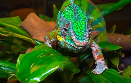 Foto de El elegante camaleón (Chamaeleo gracilis), camaleón multicolor en la etapa de emoción en el terrario - Imagen libre de derechos