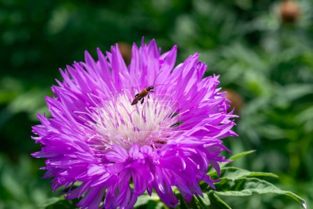 Téléchargez les photos : Œdème podagraire, nom commun fausse cloque, coléoptère recueille de la nourriture sur une fleur violette dans le jardin - en image libre de droit