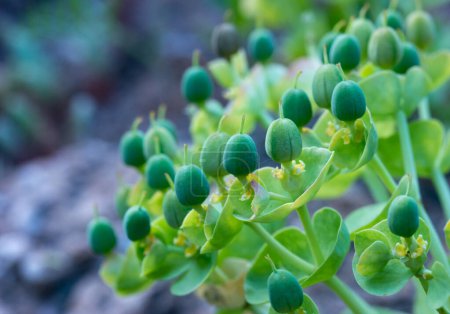 Foto de Euphorbia sp. Frutos verdes del jardín de Euforbia en el jardín botánico, Odessa - Imagen libre de derechos