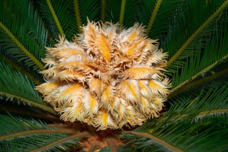 Photo for Cycas revoluta - female cycad plant blooms in the botanical garden, Odessa - Royalty Free Image