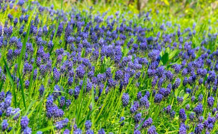 Photo for Muscari botryoides - group of plants with blue cluster-shaped flowers, Ukraine - Royalty Free Image
