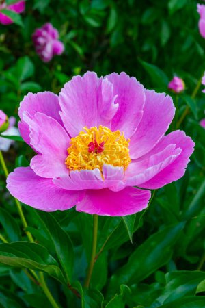 Foto de Peonía del árbol en el jardín, flores de color rosa de cerca, Jardín Botánico Ucrania - Imagen libre de derechos