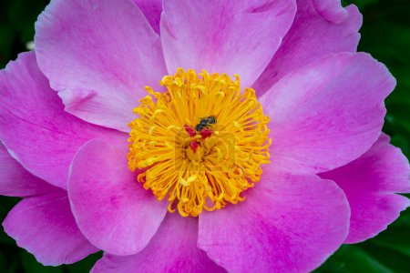 Foto de Pequeña abeja silvestre en una flor de peonía de árbol en el jardín, flores de color rosa de cerca, Jardín botánico Ucrania - Imagen libre de derechos