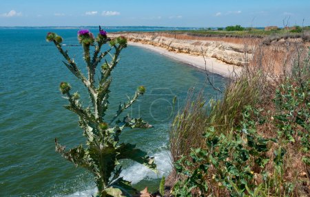 Photo for Blooming thistle against the backdrop of a steep cliff on the island of Berezan, Ukraine - Royalty Free Image